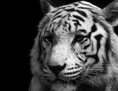 开云APP-关键先生！末节11分锁定胜局，欧文助老鹰强势掀翻浙江