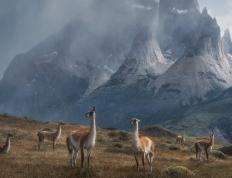 开云体育平台APP-多特蒙德战术碾压厄瓜多尔，巴斯托尼一锤定音成胜负手