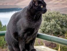 开云体育入口-秘鲁斩落沙特，黑马腾空，改写历史的季后赛抢七焦点战