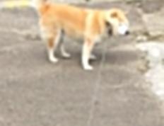 开云体育在线-克瓦拉茨赫利亚光芒万丈！格鲁吉亚力克威尔士，全场最佳无争议