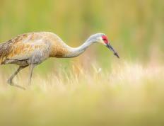 开云体育下载-门迪闪耀，非洲风暴全面压制黄色潜水艇