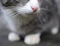 开云体育官网-NBA总决赛焦点战，独行侠强势打穿吉林队，创下历史性篇章