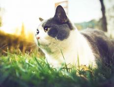 开云APP-冷风与秩序，牙买加的逆袭暗流与罗德里的时代接管