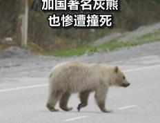 开云体育入口-雄鹿不敌灰熊，遭遇两连败