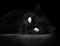 开云体育入口-凯尔特人对阵魔术，班凯罗擎天一柱，新生代改朝换代之夜