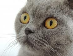 开云体育下载-撕裂防守，决胜时刻！米切尔单场52分绝境救主，太阳队史诗级逆转掀翻上海