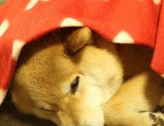 开云APP-霓虹与数据，当F1街道赛的夜色吞没基米希的理智