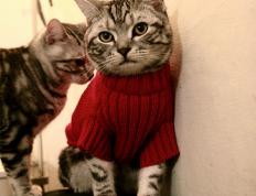 开云体育在线-篮球双城记，勇士轻取魔术悬念早定，小贾伦意甲焦点战独揽风云