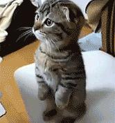 开云平台-当吉林的寒风吹过盐湖城，英格拉姆用无处不在写下新的定义