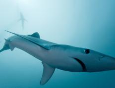 开云体育登录-双线争冠夜，极速之心与绿茵之焰