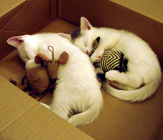 开云平台-绿色穹顶之下，奇才队如何完成精神突围？