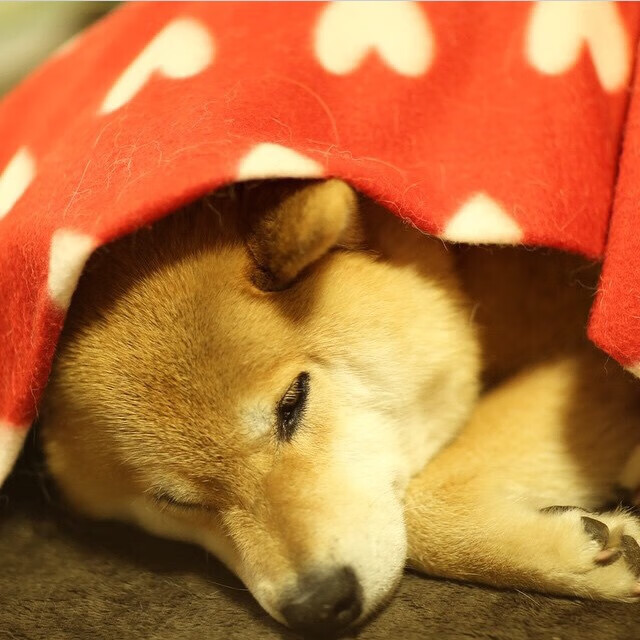 开云官网-加时鏖战!贝林厄姆一箭定江山,厄瓜多尔逆转土耳其