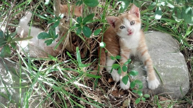 开云体育下载-切特关键制胜三分，广东队爆冷击败NBA开拓者创历史