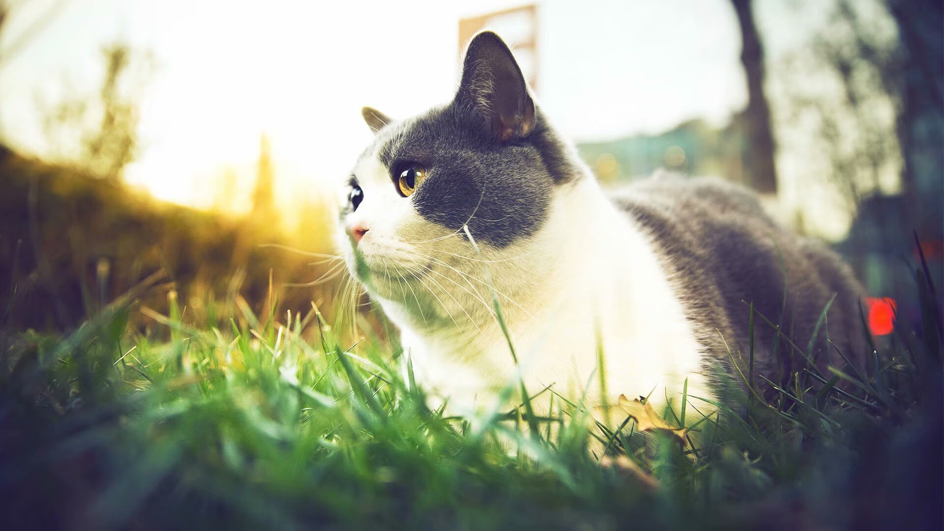 开云体育入口-雨夜奇迹，加拿大足球的历史性胜利点燃全民狂潮