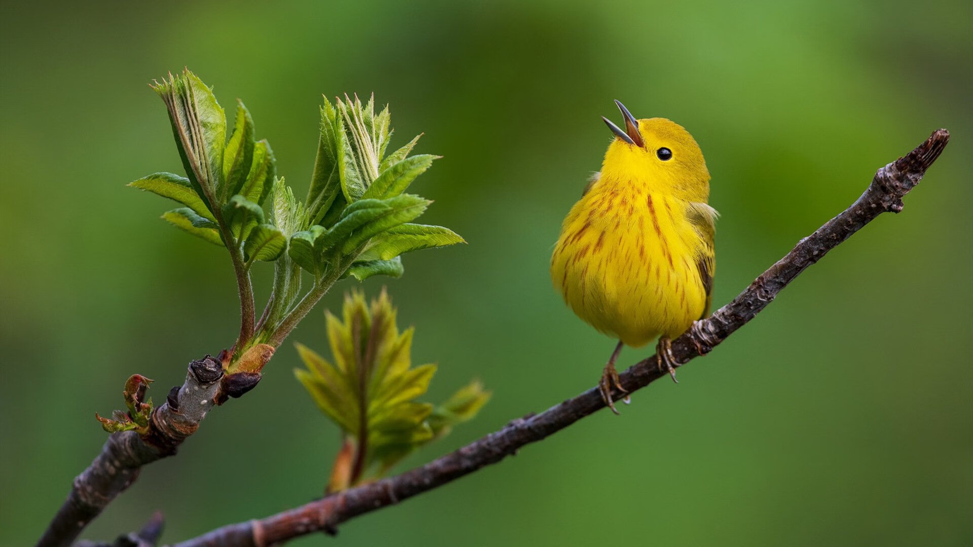 开云体育-巴萨击败委内瑞拉，奥亚尔萨瓦尔节奏掌控的终极奥秘