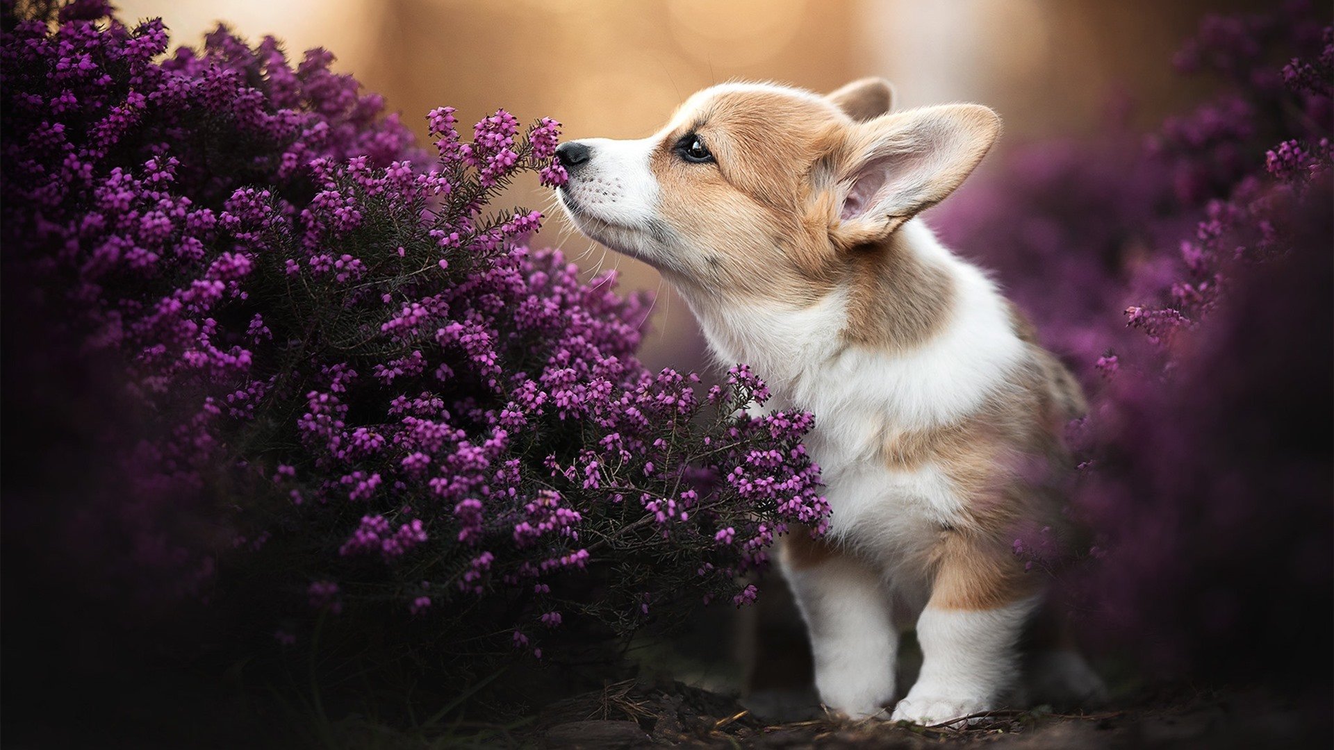 开云官网-绝杀之夜！广厦队险胜北京队，杰伦格林关键先生显神威