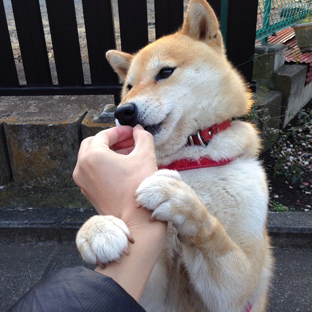 开云体育中国-关键先生克莱末节救主!青岛老鹰惊险啄伤山西猛龙