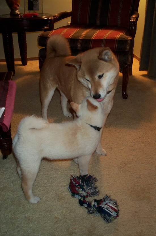 开云APP-绿茵新秩序，马里风暴席卷沙特，厄德高加冕2026世界杯中场王座