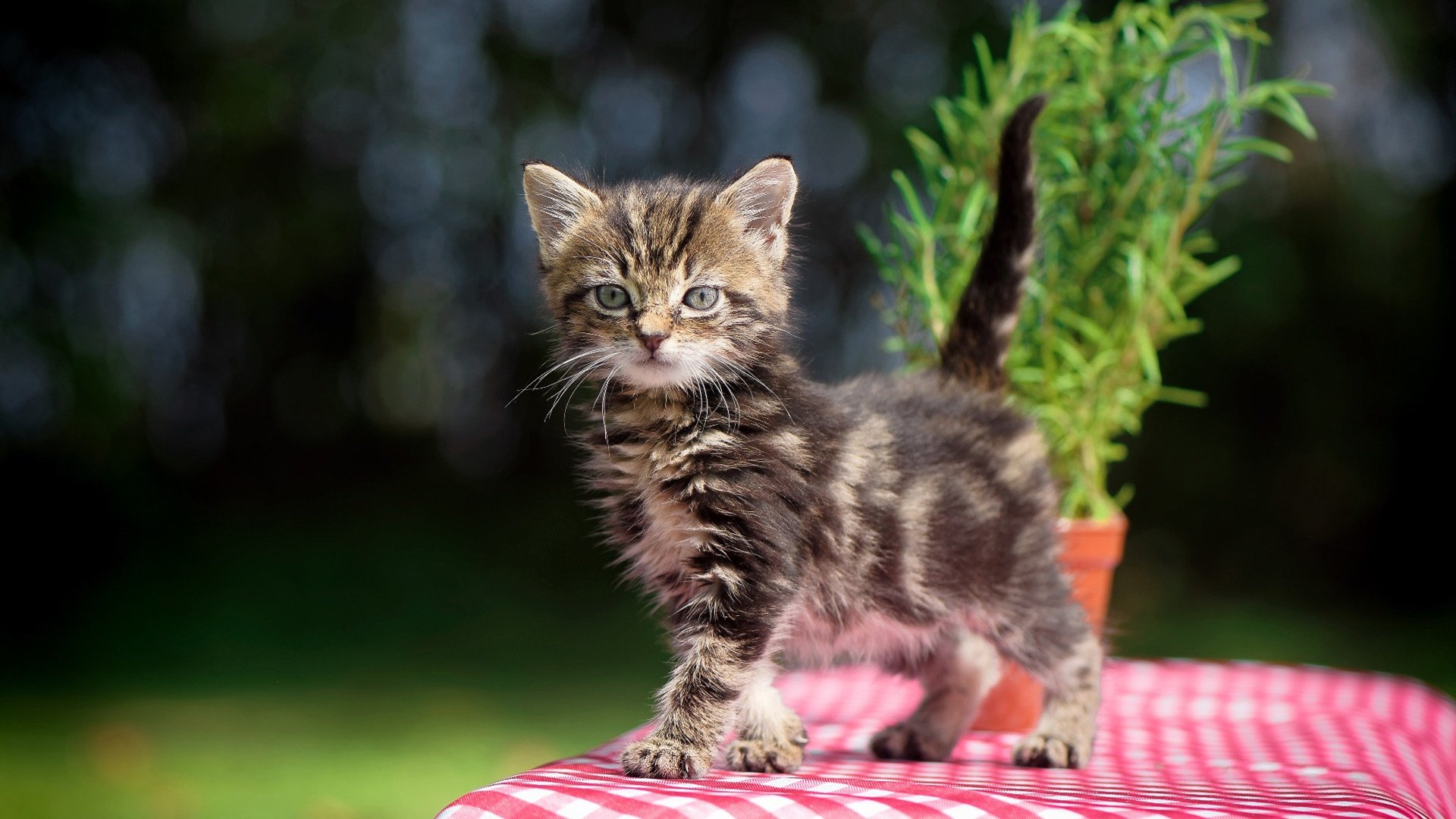 开云体育下载-马德里竞技vs皇家社会,雨夜中的英雄,拉亚一夫当关