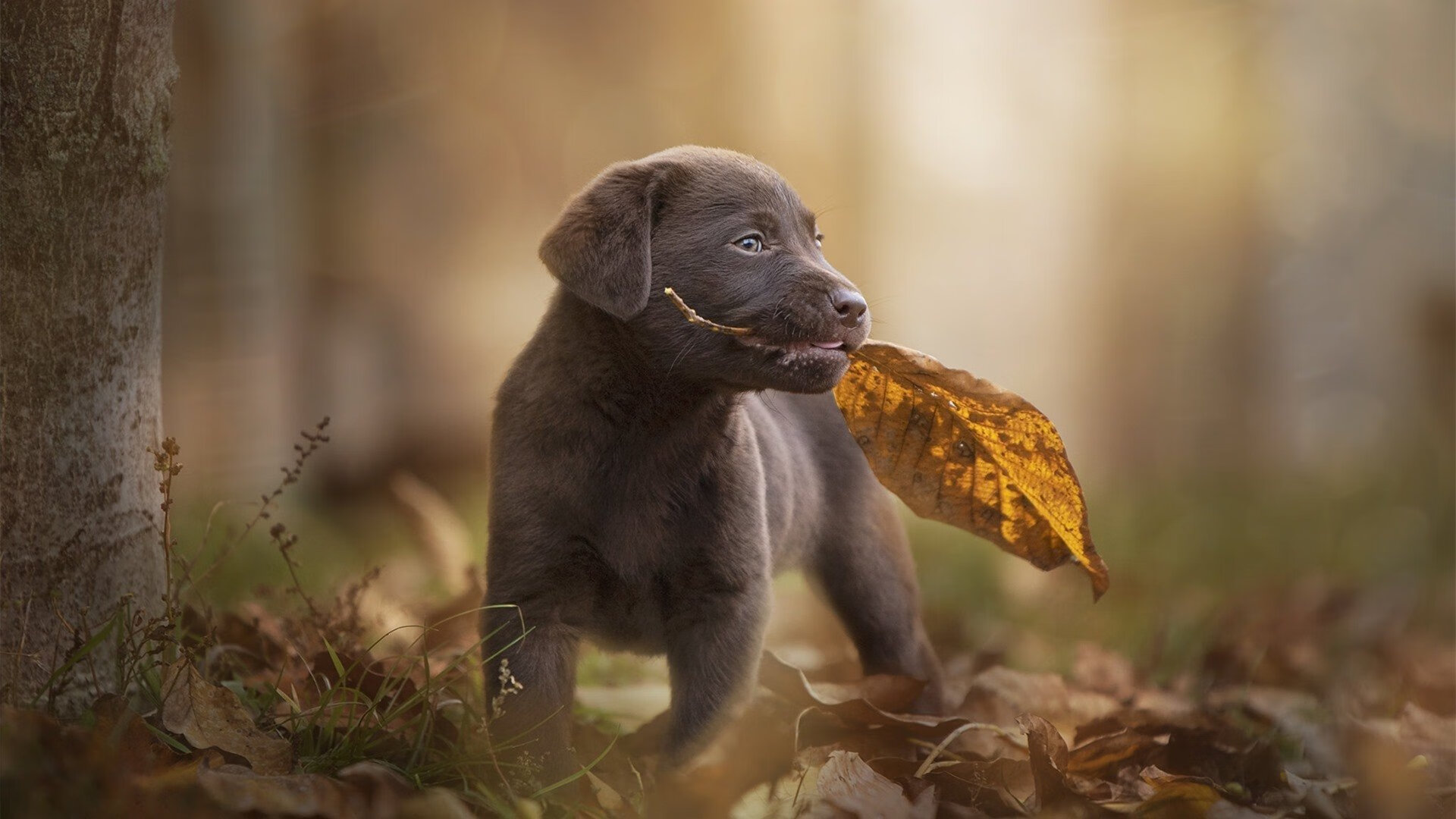 开云体育入口-一剑封喉，美加墨世界杯之夜，阿拉巴贡献制胜表现