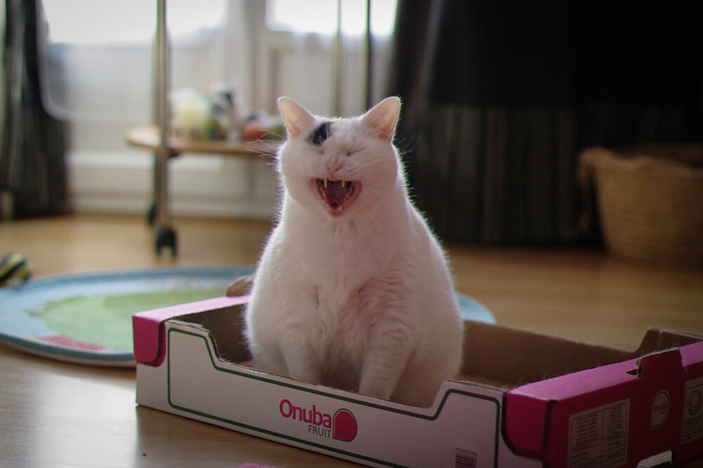 开云体育-湖人战术铁幕锁灰熊，布克冷血时刻铸就胜负手