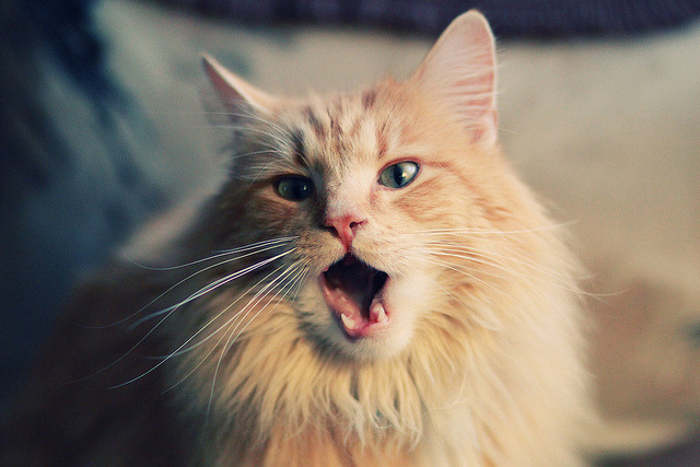 开云平台-淬火鹏城夜,深圳队决胜局力压太阳,哈利伯顿如何以节奏掌控全局?